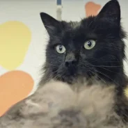 Snimka zaslona 2026-03-19 174158